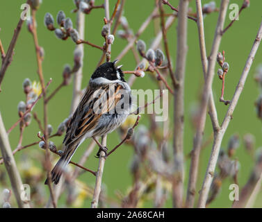 Male Reed Bunting (Emberiza schoeniclus) in full song in spring