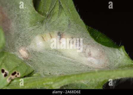 Close up of caterpillar of tomato looper wrapped in silk cocoon