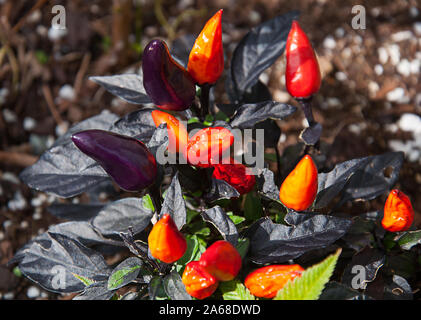 Pepper plant growing with dark purple leaves, and peppers in purple, red, orange and yellow.  Beautiful nature plant. Stock Photo