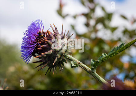 Flower with bee on a giant Cardoon plant grown for ornamental purposes in the UK Stock Photo