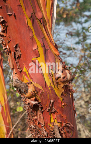 Bark on a madrona tree closeup nature photo with peeling bark in terra cotta copper colors and deep yellows. Stock Photo