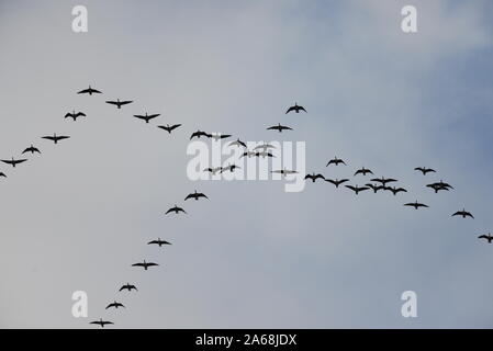 Geese fling over Stock Photo