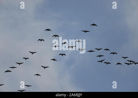 Geese fling over Stock Photo