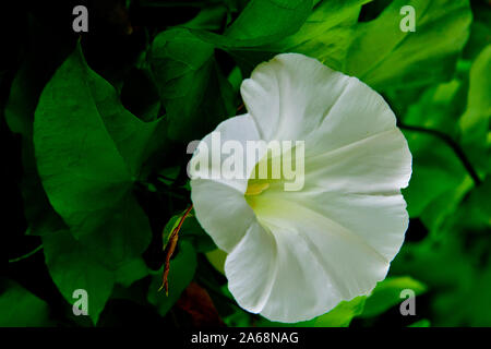 A wild Hedge Bindweed  'Calystegia sepium', growing a beautiful white flower on a vine in rural British Columbia Canada. Stock Photo