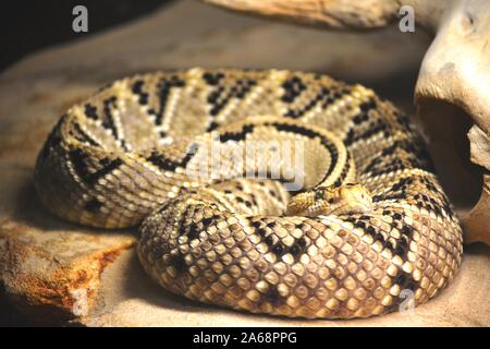 one beautiful and poisonous snake coiled Stock Photo
