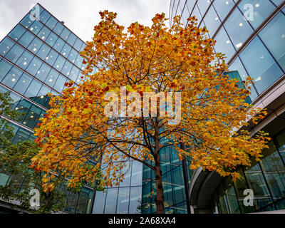 Golden autumn coloured tree in front of modern glass buildings, London, UK. Stock Photo