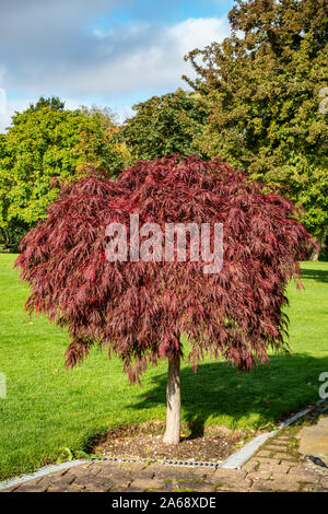 Acer palmatum dissectum 'Garnet' Tree, a red Japanese Maple Stock Photo