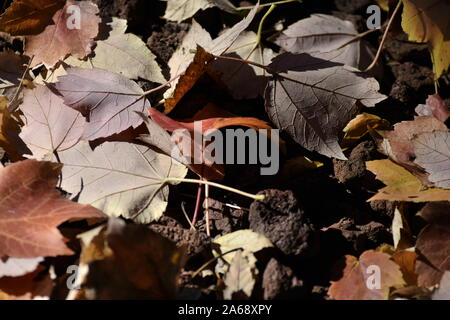Cluster of Fallen Leaves on Red Lava Rocks Stock Photo