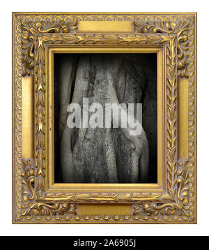 Closeup root around tree trunk picture in Antique gold frame isolated on the white background vintage style Stock Photo