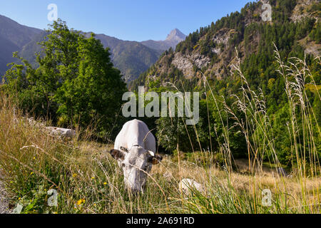 A white cow grazing in a pasture in mount Stock Photo