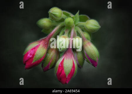 Close up of red Rose buds flowerhead against dark green background Stock Photo