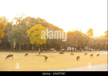 Autumn maple red with Wild deer roam free in Nara Park, Nara, Japan Stock Photo