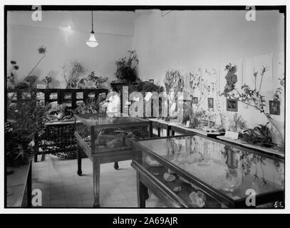 Zionist activities in Palestine. The Hebrew University. Biblical botanical section. Stock Photo