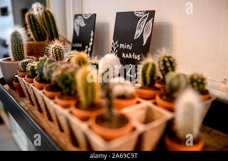Berlin, Germany. 24th Oct, 2019. Cacti are offered for sale at Café´ 'The Greens'. (To Korr ' Green and chic: Young city dwellers let plant market boom' of 25.10.2019) Credit: Britta Pedersen/dpa-Zentralbild/dpa/Alamy Live News Stock Photo