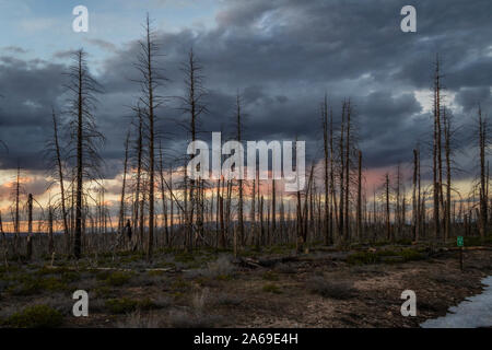 The sun sets over a dead forest in Bryce Canyon National Park, Utah Stock Photo