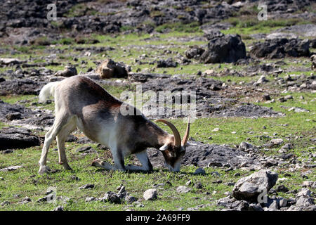 Goat kneeling on front legs in rocky terrain to graze Stock Photo