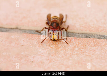 European hornet Latin vespa crabro also called calabrone crawling across a patio tile in autumn or fall in Italy Stock Photo