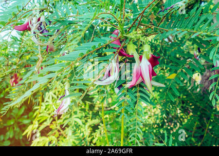 Close up to Red Agasta Flower (scientific name: Sesbania grandiflora) beautiful flowers hanging on the tree in the garden, Flowers can be used for coo Stock Photo