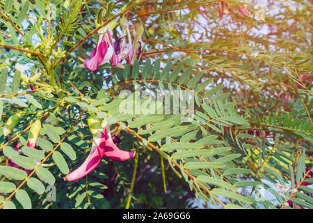 Close up to Red Agasta Flower (scientific name: Sesbania grandiflora) beautiful flowers hanging on the tree in the garden, Flowers can be used for coo Stock Photo