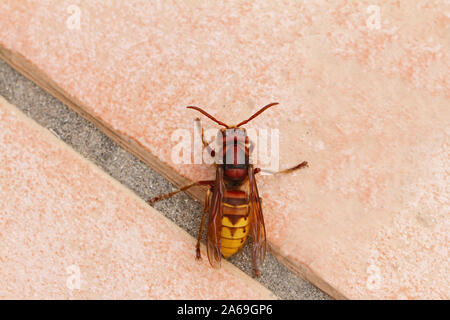 European hornet Latin vespa crabro also called calabrone crawling across a patio tile in autumn or fall in Italy Stock Photo