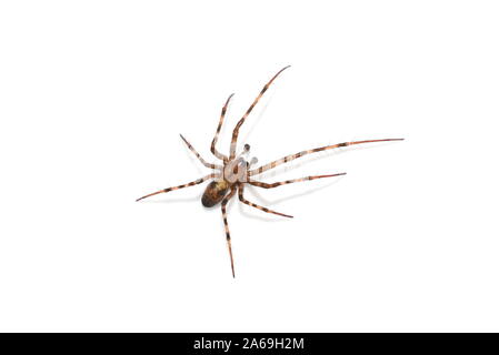 The european cave spider Meta menardi isolated on white background Stock Photo