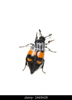 The black and orange carrion beetle Nicrophorus investigator on white background Stock Photo