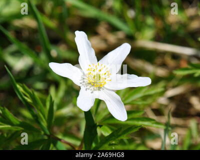 Windflower Anemone nemorosa in spring Stock Photo