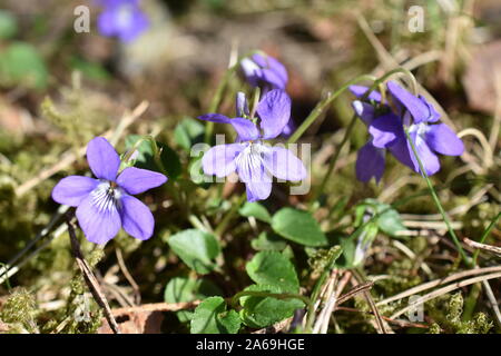 Wonder violet Viola mirabilis flowering in spring Stock Photo