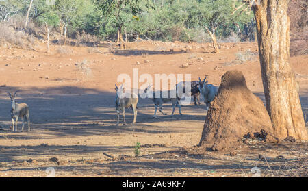 Common eland antelope search for food in a barren and dry landscape image with copy space in horizontal format Stock Photo