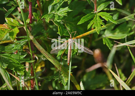 crane fly or daddy long legs with an orange tail tip resting on a plant in Colfiorito nature reserve in Umbria Italy in October Stock Photo