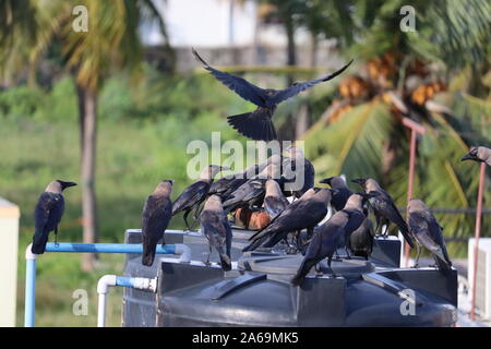 Group of black crows in the nature Stock Photo