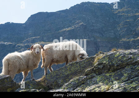 Rocky Mountain Big-Horned Sheep in Carpathian Mountains Stock Photo