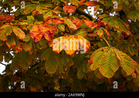 autumn horse chestnut leaves on tree. close up. showing autumn colours  reds & yellow. background. Stock Photo