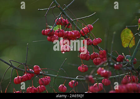 European spindle berries Latin euonymus europaeus ripening on the bush in autumn or fall in Colfiorito nature reserve in Umbria Italy Stock Photo
