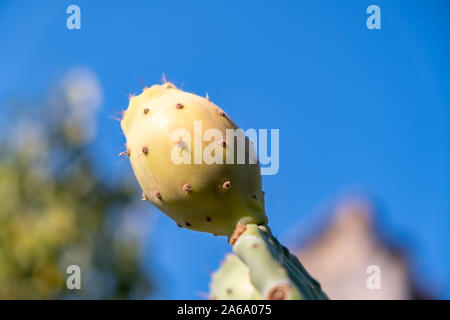 The prickly pear is the fruit of a cactus plant known as Opuntia ficus-indica, originated in Mexico and the most widespread of the domesticated cactus Stock Photo