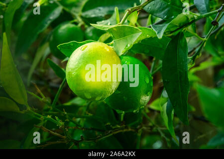 Limes ripening on a branch, surrounded by green leaves, with drops of water Stock Photo