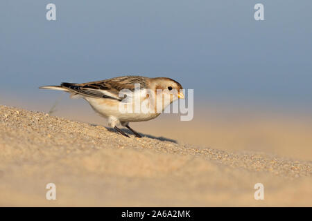 Snow Bunting (Plectrophenax nivalis) Stock Photo