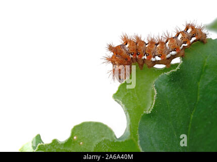 Acronicta rumicis caterpillar aka Knot Grass moth. Eating rhubarb leaves and isolated on white behind.