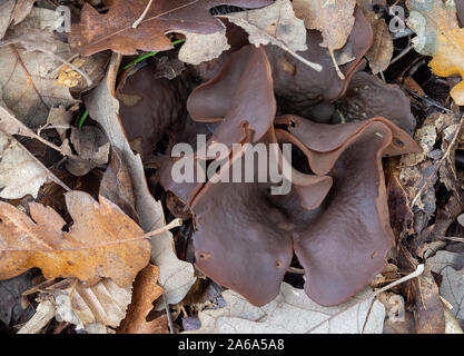 Peziza badia mushroom fungus. Aka Bay cup. Leathery brown, if you touch it gently a vast amount of spores fly out. Stock Photo