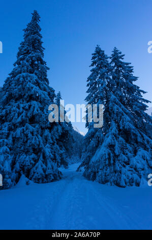 Beautiful winter mountain landscape. Frozen winter landscape in Carpathian Mountain. Winter Christmas mood. Snowy pine trees on a winter landscape Stock Photo