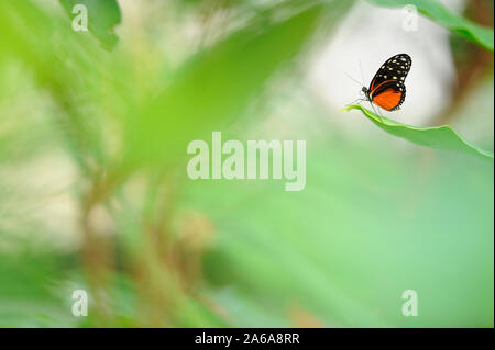 Tiger longwing butterfly (Heliconius hecale) resting on plant leaf. Focus on butterfly wings, shallow depth of field. Stock Photo