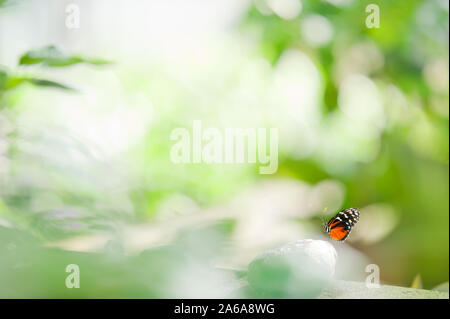 Heliconius butterfly (Heliconius sp.) resting on small stone. Focus on butterfly, very shallow depth of field. Stock Photo