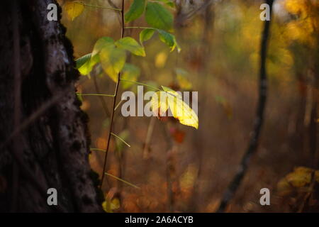 Yellow and green leaves on a branch in the magic autumn forest, blurred background, art focus. Stock Photo