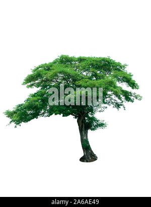 Tree with green leaves isolated on white background. Tropical tree. Ornamental tree for decorative in the garden Stock Photo