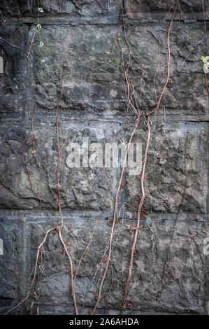 The background is a textured wall of large, plain decorative bricks and a dry woven plant Stock Photo