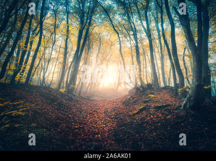 Path in beautiful forest in fog at sunrise in autumn Stock Photo