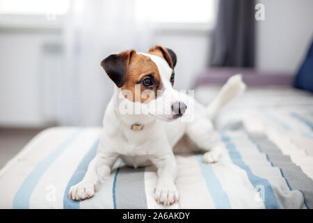 Purebred Jack Russell Terrier dog lying at home on couch. Happy dog is resting in living room. concept of pets. Stock Photo