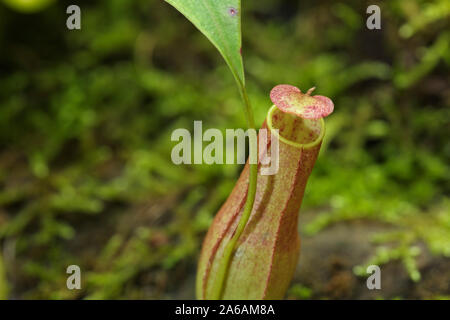 Pitcher plant from Sepilok rain forest, Borneo, Malaysia Stock Photo
