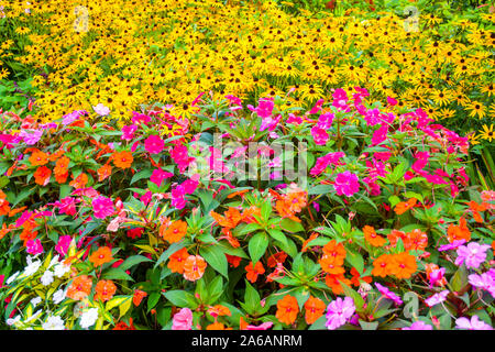 Field of mixed colorful flowers along with African yellow daisy with green leaves in the garden Stock Photo