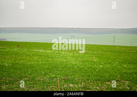 Field with rising winter wheat in the autumn morning Stock Photo